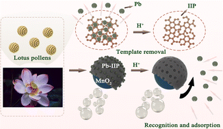 Graphical abstract: Ion-imprinted MnO2/CoFe2O4 Janus magnetic micromotors synthesized by a lotus pollen template for highly selective recognition and capture of Pb(ii) ions