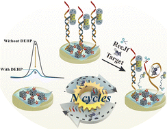 Graphical abstract: RecJf exonuclease-assisted signal amplification for the sensitive detection of di(2-ethylhexyl)phthalate by a Pd@Au NB labeled electrochemical aptasensor based on Au@Ni-CoHNB/PEI-g-C3N4