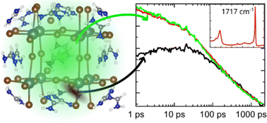 Graphical abstract: Accelerated polaron formation in perovskite quantum dots monitored via picosecond infrared spectroscopy
