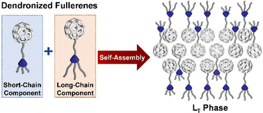 Graphical abstract: Phase behaviour of liquid crystalline dendronized fullerene binary mixtures