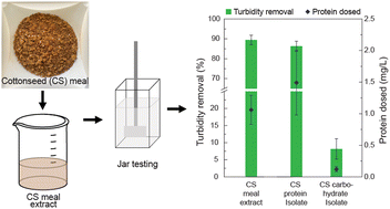 Graphical abstract: Cottonseed extract as a coagulant for water treatment