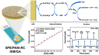 Graphical abstract: Transition metal complex-incorporated polyaniline as a platform for an enzymatic uric acid electrochemical sensor