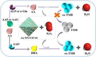 Graphical abstract: Self-enhanced peroxidase-like activity in a wide pH range enabled by heterostructured Au/MOF nanozymes for multiple ascorbic acid-related bioenzyme analyses