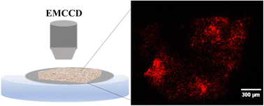 Graphical abstract: Electrochemiluminescence imaging of a membrane carcinoembryonic antigen at single tissue sections