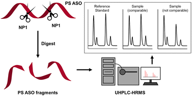 Graphical abstract: Establishing stereochemical comparability in phosphorothioate oligonucleotides with nuclease P1 digestion coupled with LCMS analysis
