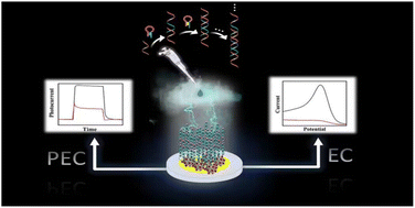 Graphical abstract: A dual-mode “signal-on” split-type aptasensor for bisphenol A via target-induced hybridization chain reaction amplification