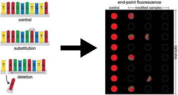 Graphical abstract: Effects of single and multiple nucleotide mutations on loop-mediated isothermal amplification