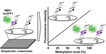 Graphical abstract: Detection of CpG methylation level using methyl-CpG-binding domain-fused fluorescent protein