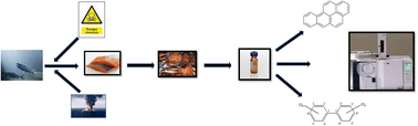 Graphical abstract: Development and validation of a new method for the simultaneous determination of PAHs and NDL-PCBs in fish by GC-SQ-MS