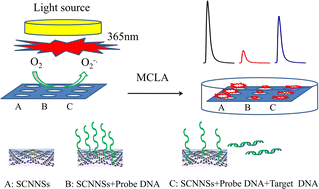Graphical abstract: High-throughput photo-chemiluminescence imaging for HIV DNA determination based on a sulfur-doped graphitic carbonitride photocatalyst