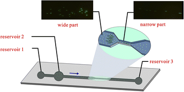 Graphical abstract: Direct count of fluorescent microspheres in a microfluidic chip based on the capillary electrophoresis method