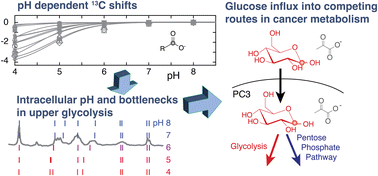 Graphical abstract: Rapid probing of glucose influx into cancer cell metabolism: using adjuvant and a pH-dependent collection of central metabolites to improve in-cell D-DNP NMR