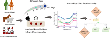 Graphical abstract: Classification of bloodstains deposited at different times on floor tiles using hierarchical modelling and a handheld NIR spectrometer