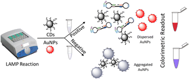 Graphical abstract: Carbon-dot-triggered aggregation/dispersion of gold nanoparticles for colorimetric detection of nucleic acids and its application in visualization of loop-mediated isothermal amplification