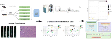 Graphical abstract: Serum-based metabolomics reveals the mechanism of action of isorhynchophylline in the intervention of atherosclerosis in ApoE−/− mice