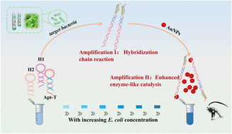 Graphical abstract: Target-triggered dual signal amplification based on HCR-enhanced nanozyme activity for the sensitive visual detection of Escherichia coli