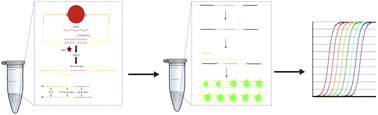 Graphical abstract: Precise quantification of microRNAs based on proximity ligation of AuNPs-immobilized DNA probes