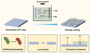 Graphical abstract: Controlling the size of GO in GO/nAg nanocomposite coatings on orthodontic nickel–titanium alloy toward excellent anti-corrosion, antibacterial, and tribological properties