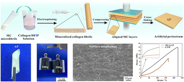 Graphical abstract: A multifaceted biomimetic periosteum with a lamellar architecture and osteogenic/angiogenic dual bioactivities