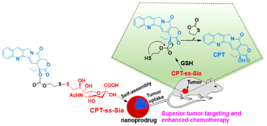 Graphical abstract: Development of a novel sialic acid-conjugated camptothecin prodrug for enhanced cancer chemotherapy