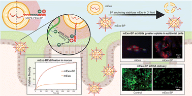 Graphical abstract: Milk exosomes anchored with hydrophilic and zwitterionic motifs enhance mucus permeability for applications in oral gene delivery