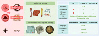 Graphical abstract: Design, manufacturing and testing of a green non-isocyanate polyurethane prosthetic heart valve