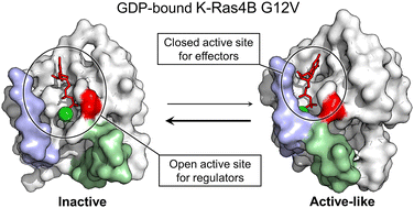 Graphical abstract: Protein conformational ensembles in function: roles and mechanisms