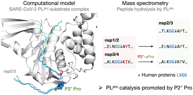 Graphical abstract: Studies on the selectivity of the SARS-CoV-2 papain-like protease reveal the importance of the P2′ proline of the viral polyprotein