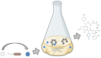 Graphical abstract: Biotransformation-coupled mutasynthesis for the generation of novel pristinamycin derivatives by engineering the phenylglycine residue