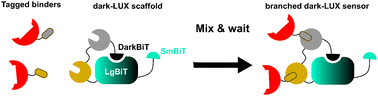 Graphical abstract: Bioluminescent detection of viral surface proteins using branched multivalent protein switches