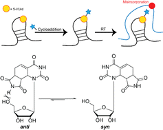 Graphical abstract: Cycloaddition enabled mutational profiling of 5-vinyluridine in RNA