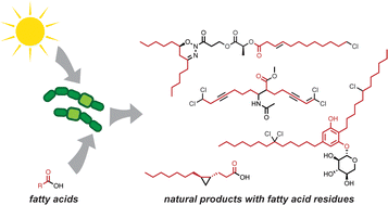 Graphical abstract: Incorporation and modification of fatty acids in cyanobacterial natural products biosynthesis