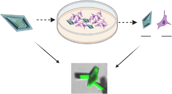 Graphical abstract: Comment on “Fluorimetric sensing of ATP in water by an imidazolium hydrazone based sensor” by S. Farshbaf and P. Anzenbacher Jr., Chem. Commun., 2019, 55, 1770