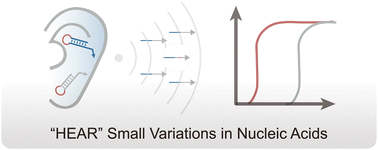 Graphical abstract: A hairpin probe-mediated exponential amplification reaction for highly sensitive and specific detection of microRNAs