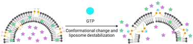 Graphical abstract: Development of GTP-responsive liposomes by exchanging the metal-DPA binding site in a synthetic lipid switch