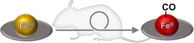 Graphical abstract: Spontaneous reduction of iron(iii)porphyrin to iron(ii)porphyrin–CO complex in mouse circulation