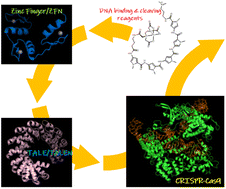 Graphical abstract: The history of genome editing: advances from the interface of chemistry & biology