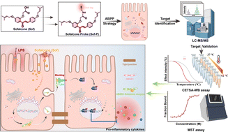 Graphical abstract: Chemoproteomics reveals Sofalcone inhibits the inflammatory response of Caco-2 cells by covalently targeting HMGB1