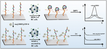 Graphical abstract: An electrochemical biosensor to identify the phenotype of aggressive breast cancer cells