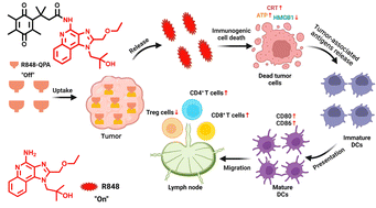 Graphical abstract: NAD(P)H: quinone oxidoreductase 1 activatable toll-like receptor 7/8 agonist designed for precise immunotherapy