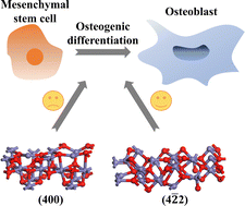 Graphical abstract: Facet-dependence of Fe3O4 for enhancing osteogenic differentiation of BMSCs