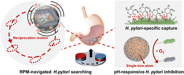 Graphical abstract: Single-atom-anchored microsweepers for H. pylori inhibition through dynamically navigated reciprocating locomotion