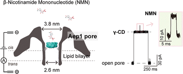 Graphical abstract: Profiling the chemistry- and confinement-controlled sensing capability of an octameric aerolysin-like protein