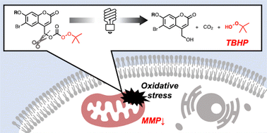 Graphical abstract: Synthesis and photochemical properties of caged peroxides for photocontrol of cellular oxidative stress