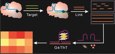 Graphical abstract: Split G-quadruplex-programmed label-free CRISPR-Cas12a sensing system