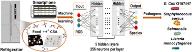 Graphical abstract: A machine learning-based colorimetric sensor array for high-precision pathogen identification in household refrigerators