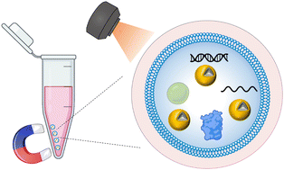 Graphical abstract: Integrated separation and detection of exosomes via a label-free magnetic SERS platform