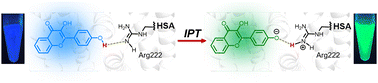 Graphical abstract: Intermolecular proton transfer from flavonol to human serum albumin triggers a red-shifted ratiometric fluorescence response