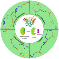 Graphical abstract: Lipase-catalyzed ring-opening polymerization of natural compound-based cyclic monomers