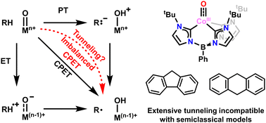 Graphical abstract: Variable temperature kinetic isotope effects demonstrate extensive tunnelling in the C–H activation reactivity of a transition metal-oxo complex